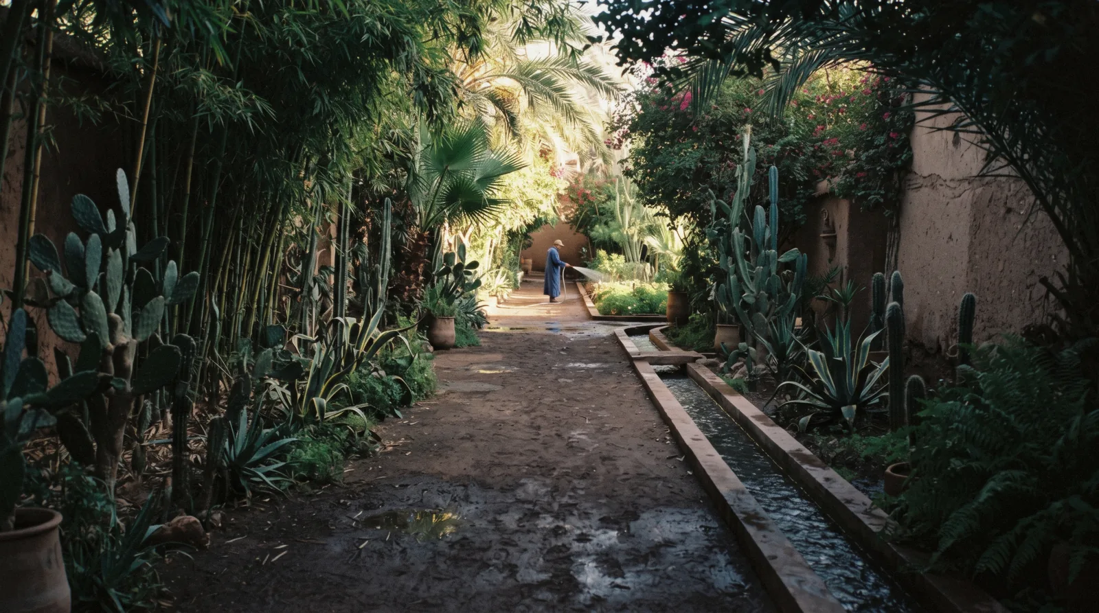 Water channel running between clipped hedges and date palms in the early light, Marrakech gardens