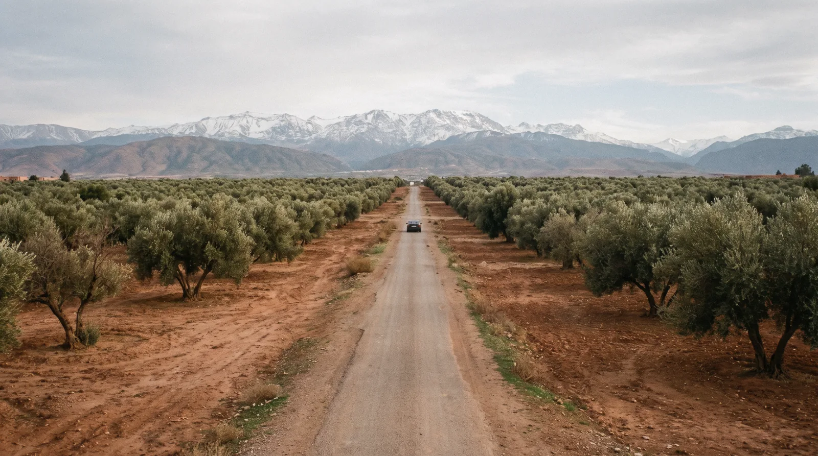 Olive groves and red earth running to the snow on the High Atlas wall, three days in Marrakech