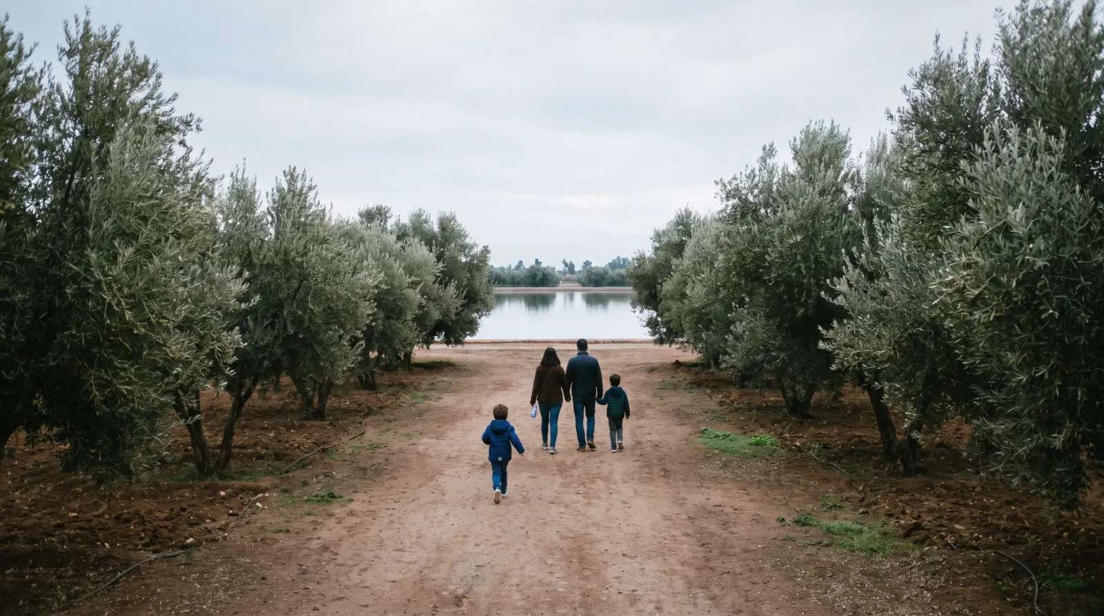 A family walking the olive avenue towards the Menara basin in early morning light, seen from behind, on a trip to Marrakech with kids